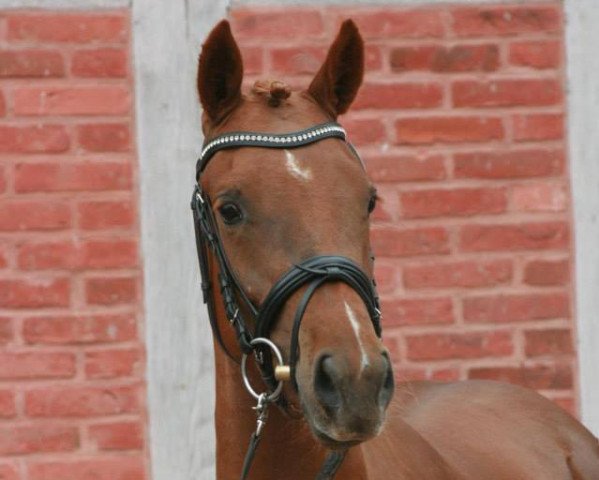 Zuchtstute Gänseblümchen (Deutsches Reitpony, 2009, von FS Golden Highlight)