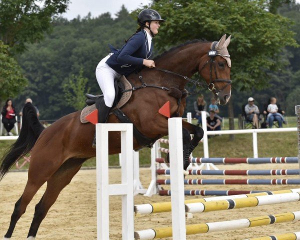 jumper Daily Drive (Hanoverian, 2018)