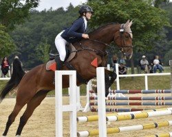 jumper Daily Drive (Hanoverian, 2018)