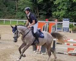 Cavallo da salto Uncatchable Sam (Zangersheide Reitpferd, 2020, di Untouchable)