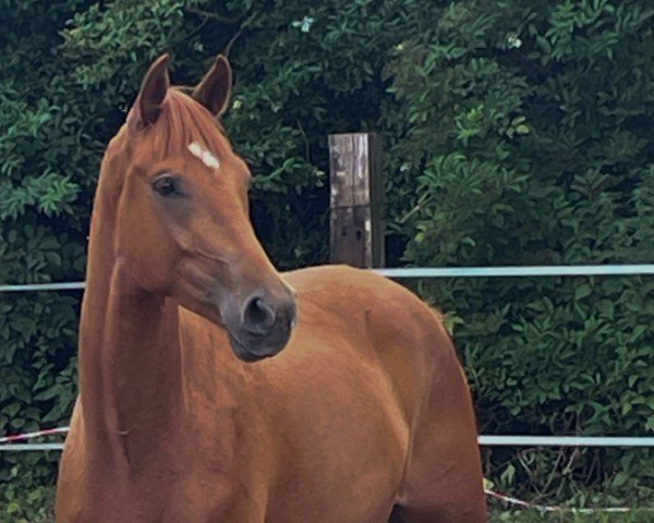horse Vetolino (Hanoverian, 2021, from Valverde NRW)