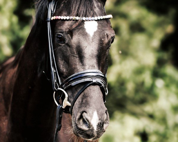 horse Ballantines MK (Westphalian, 2021, from Best Buddy 8)