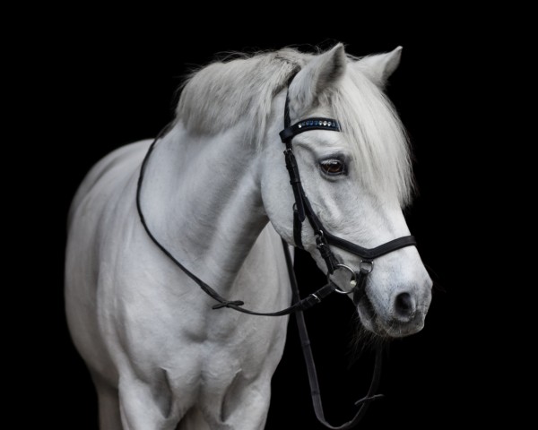 dressage horse Kasper 141 (unknown, 1997)