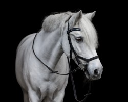 dressage horse Kasper 141 (unknown, 1997)