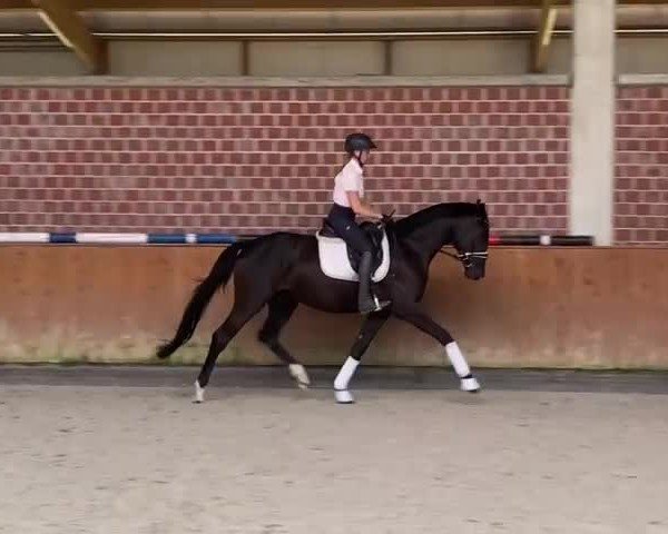 Video von Viva Hibiskus JS