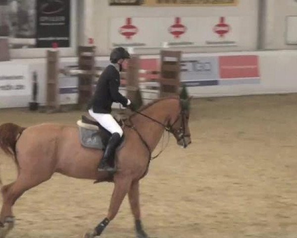 Hallenspringturnier in Borken 2013