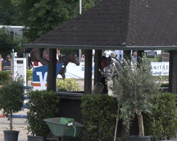 Reitturnier Münster-Roxel 2024