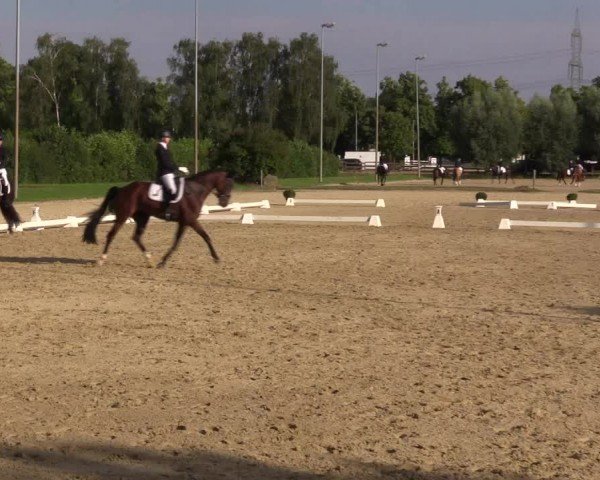 Reitturnier Münster-Roxel 2024