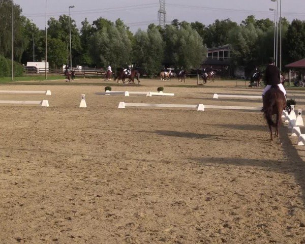 Reitturnier Münster-Roxel 2024