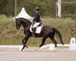 dressage horse Vio (Oldenburg, 2019, from Vitalis)