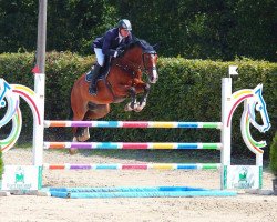 jumper Dalaris (KWPN (Royal Dutch Sporthorse), 2008, from Cantos)