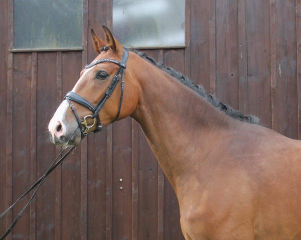 horse Rocky HP (Oldenburg, 2021, from Rock Springs)