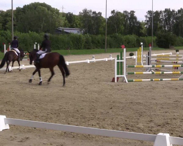 Reitturnier Münster-Roxel 2024