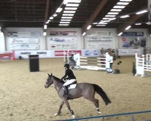 Hallenspringturnier in Borken 2013