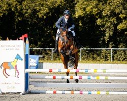 jumper Contina 54 (Westphalian, 2019, from Contendrix)