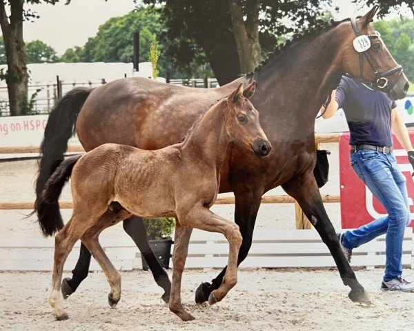 horse Hengst von Diathletico / Cordial Medoc (Oldenburg show jumper, 2022, from Diathletico FRH)