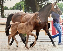 Pferd Hengst von Diathletico / Cordial Medoc (Oldenburger Springpferd, 2022, von Diathletico FRH)