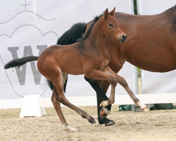horse Camaro (Westphalian, 2024, from Cornado NRW)