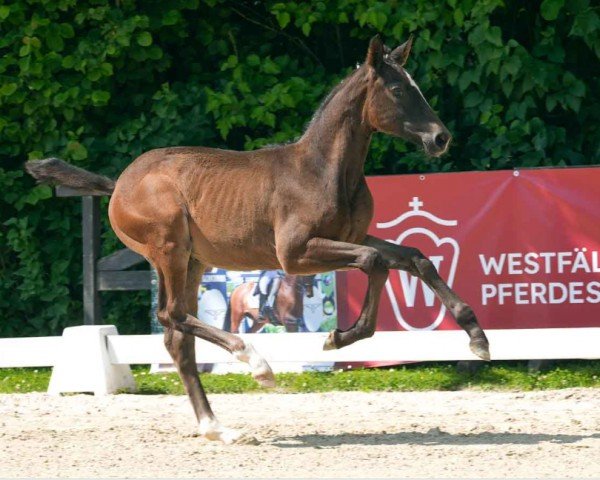 horse D'Accord (Westphalian, 2024, from Diamantenglanz)