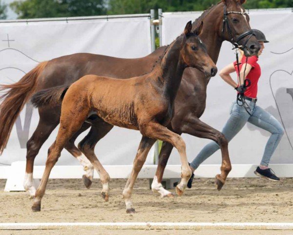 horse Ferdinand (Westphalian, 2024, from Fidertanz)