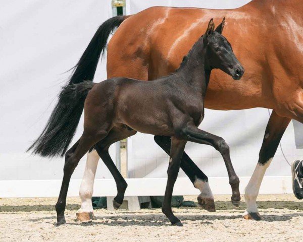 horse Gloria (Westphalian, 2024, from Glamdale WP NRW)