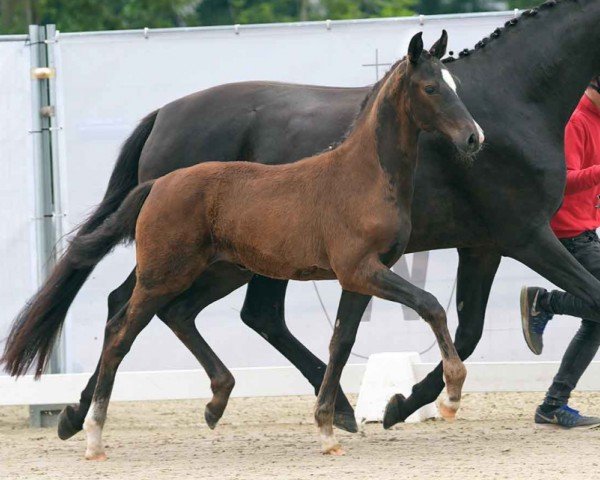 horse Vesta B (Westphalian, 2024, from Vision)