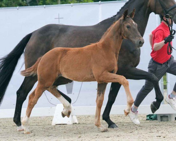 horse Butterblume (Westphalian, 2024, from Bon Courage 4)