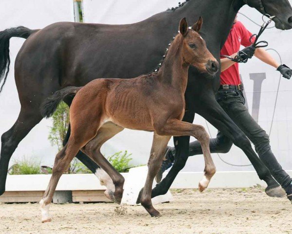 horse Dario (Westphalian, 2024, from Diamantenglanz)