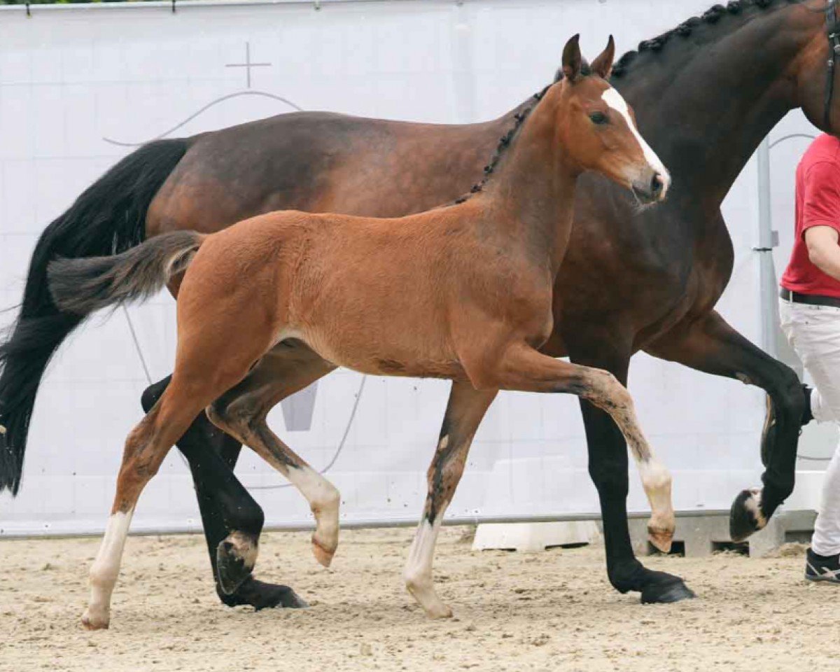 Pferd Espacito S (Westfale, 2024, von Escanto PS OLD)