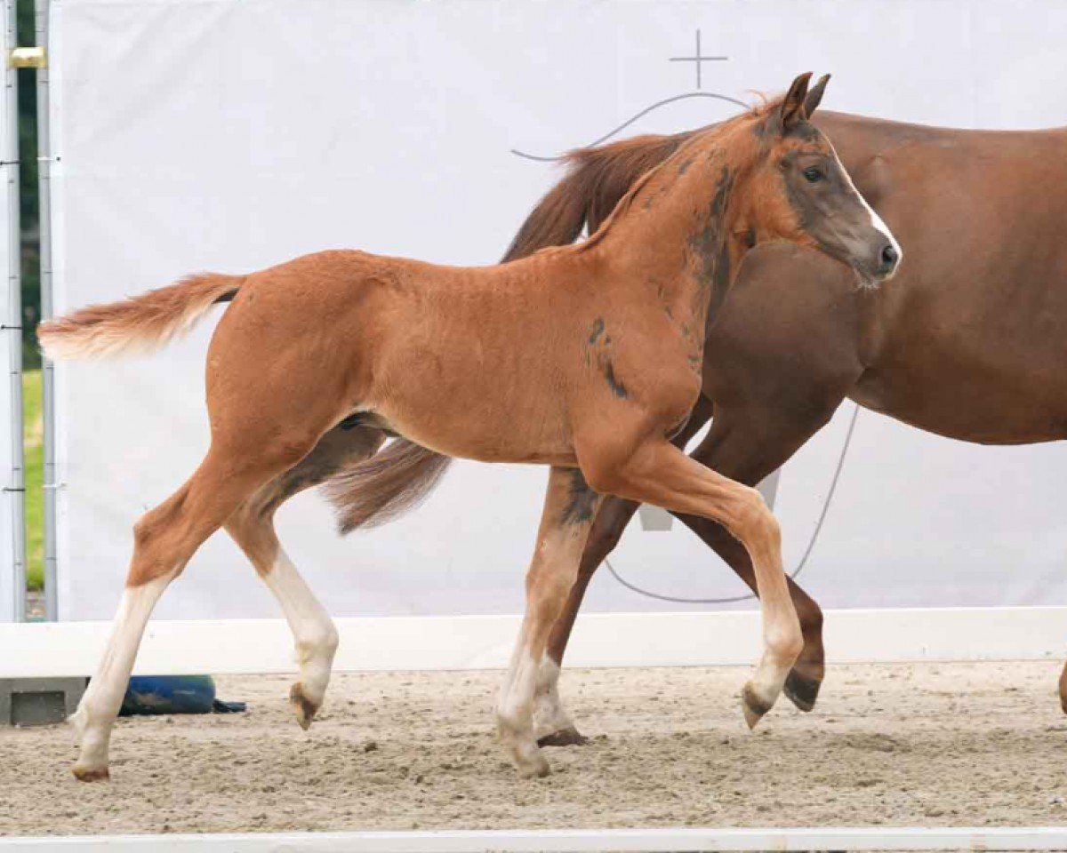 horse Valesko JD (Westphalian, 2024, from Viva La Vida)