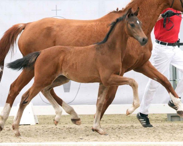 horse Amanda (Westphalian, 2024, from Armani Gold HW)