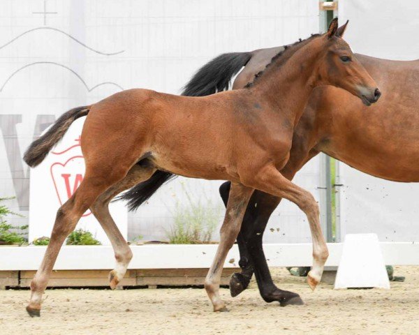 Pferd Frangelico (Westfale, 2024, von Fanegro)