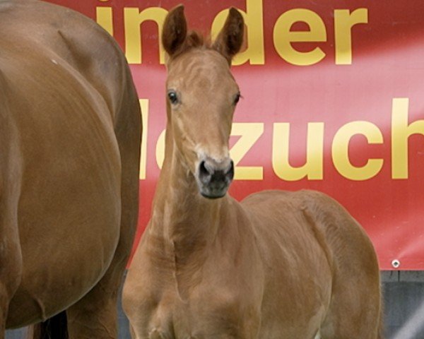 horse Temptation (Hanoverian, 2024, from Trussardi)