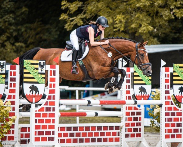 jumper Kintaro N (German Sport Horse, 2018, from Kasanova de La Pomme)