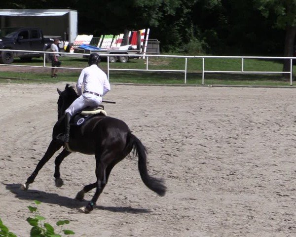 Reitturnier Prussendorf 2024