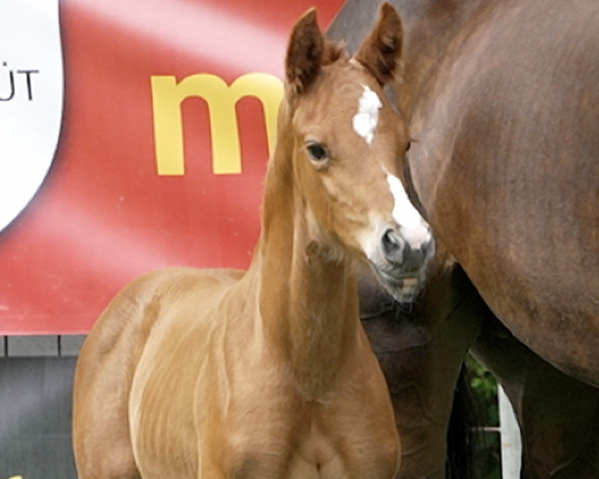 horse Viola (Hanoverian, 2024, from Von und Zu)