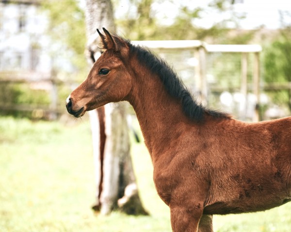 broodmare Atscha (Rhinelander, 2023, from A La Carte NRW)