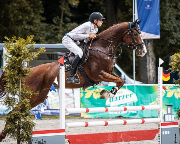 jumper Call me Tom (German Sport Horse, 2019, from C'est la vie 151)