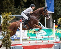 jumper Call me Tom (German Sport Horse, 2019, from C'est la vie 151)