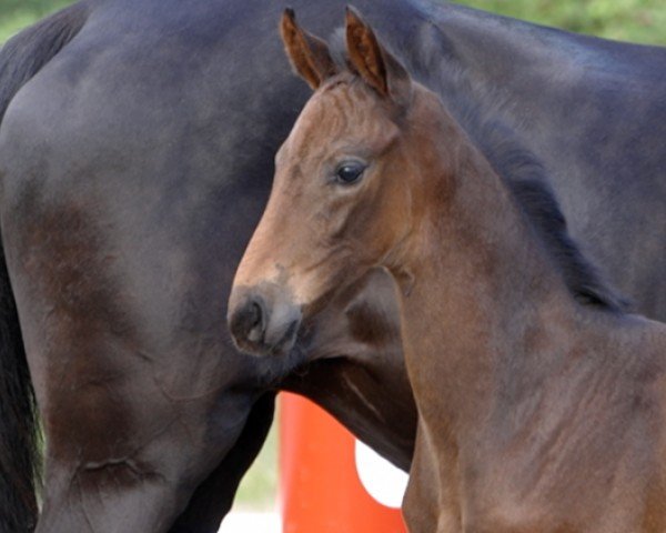 horse Elisa (Hanoverian, 2024, from Edward 28)
