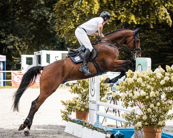 jumper Karim (Hanoverian, 2019, from Karajan)