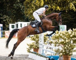 jumper Karim (Hanoverian, 2019, from Karajan)