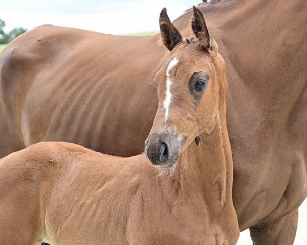 horse Fortissimo (Hanoverian, 2024, from Franco Nero)