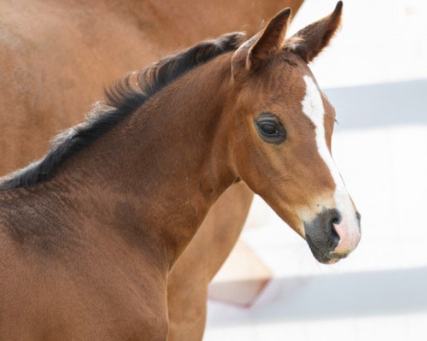 horse Dior (Hanoverian, 2024, from Diamantenglanz)