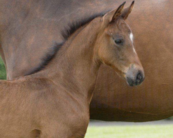 Pferd Enjoy (Hannoveraner, 2024, von Edward 28)