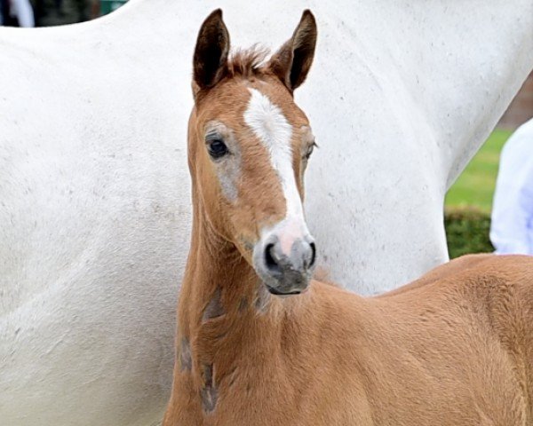 horse Scotch (Hanoverian, 2024, from Stanley)