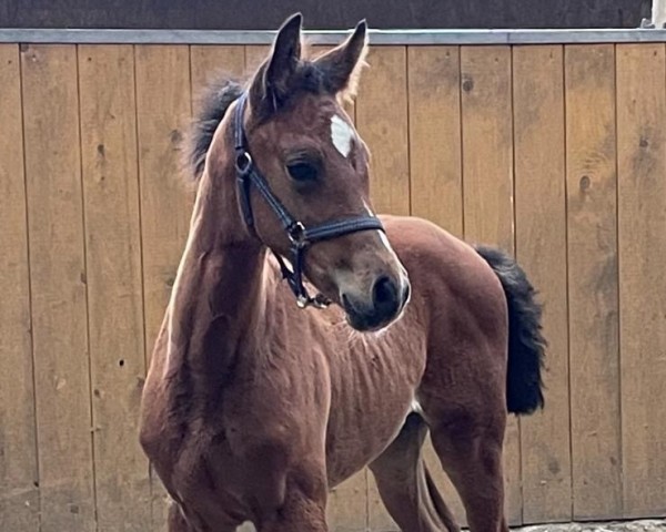 broodmare Cascadello I x Toulon Stutfohlen (Holsteiner, 2024, from Cascadello)
