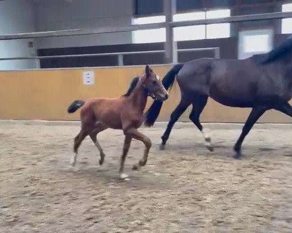 Video von Cascadello I x Toulon Stutfohlen