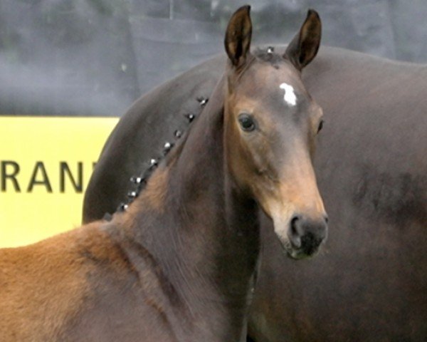 horse Fräulein (Hanoverian, 2024, from Freigeist)