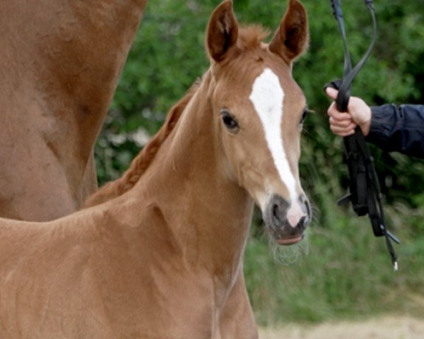 horse Esperanza (Hanoverian, 2024, from Edward 28)
